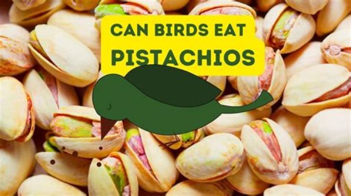 Can birds eat pistachio shells?