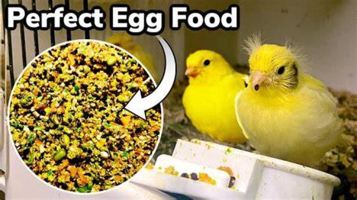 Can birds eat raw egg shells?