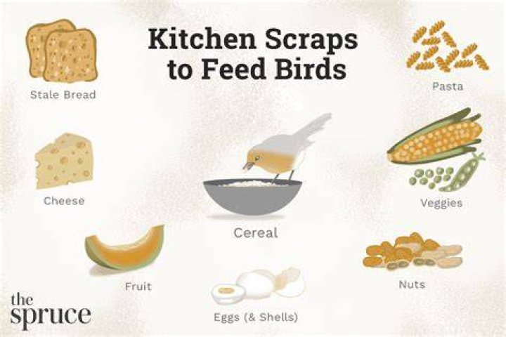 Can birds eat taco shells?