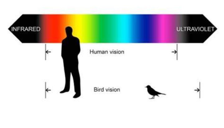 Can birds see humans as mates?