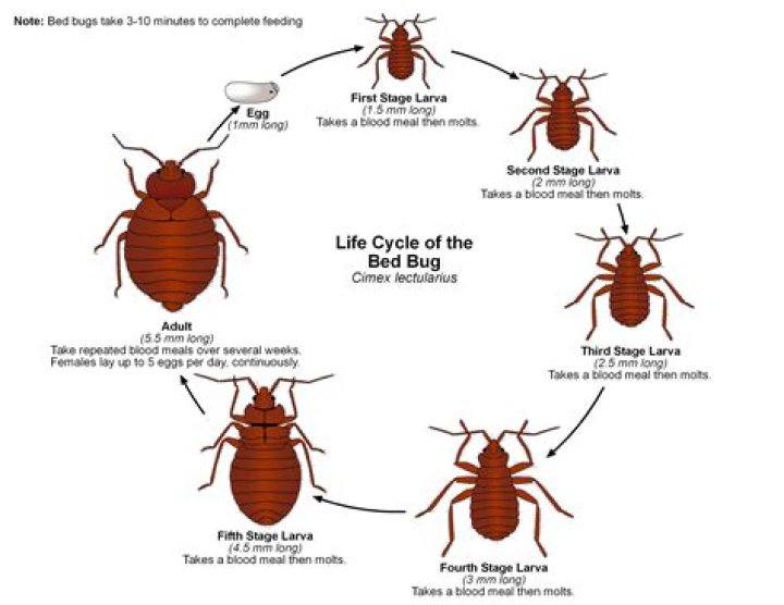 Can bugs come back to life?