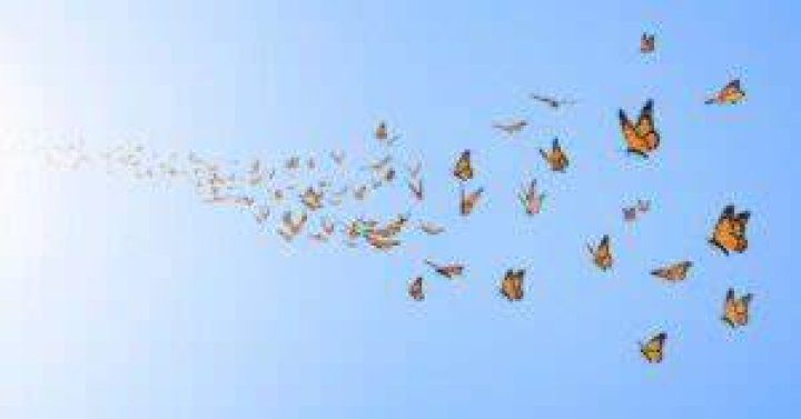 Can butterflies fly 17000 feet?