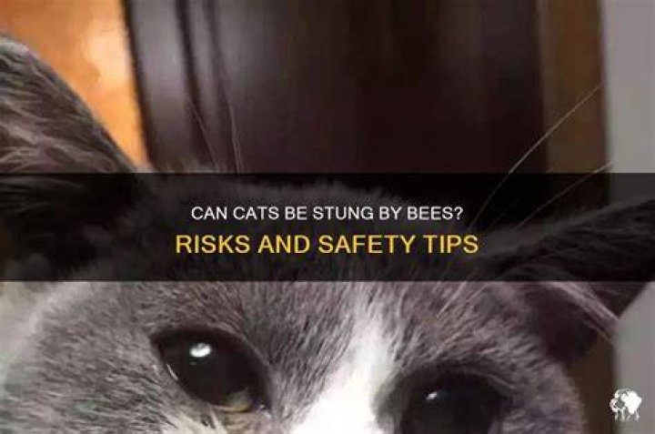 Can cats be stung by bees?