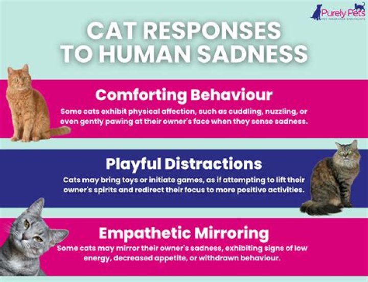 Can cats detect sadness in humans?