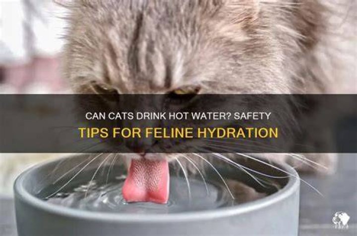 Can cats drink hot liquids?