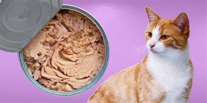 Can cats eat canned tuna?