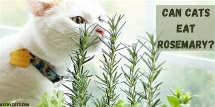 Can cats eat rosemary?