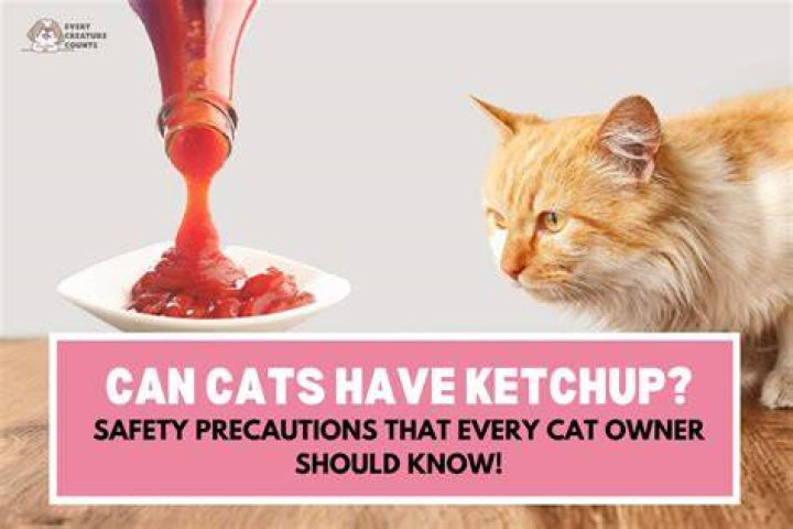 Can cats have ketchup?