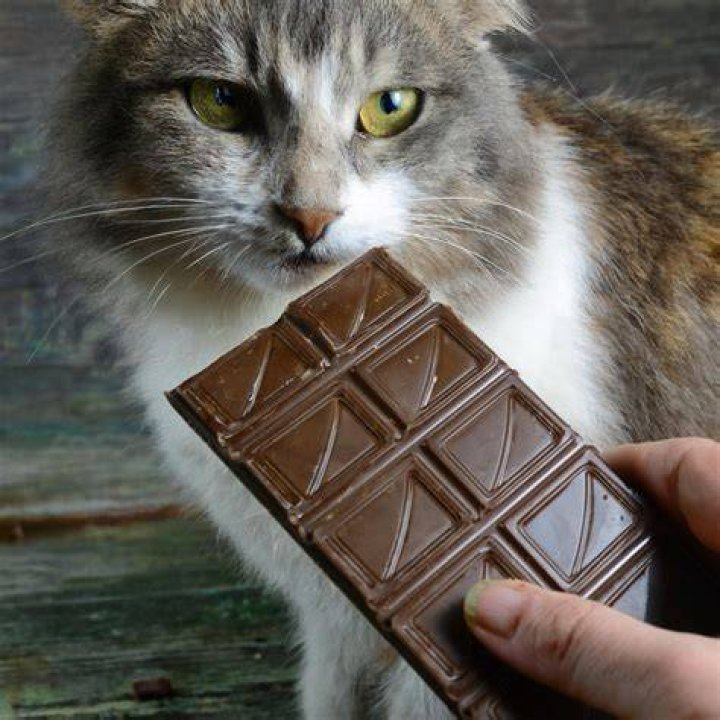 Can cats lick chocolate?