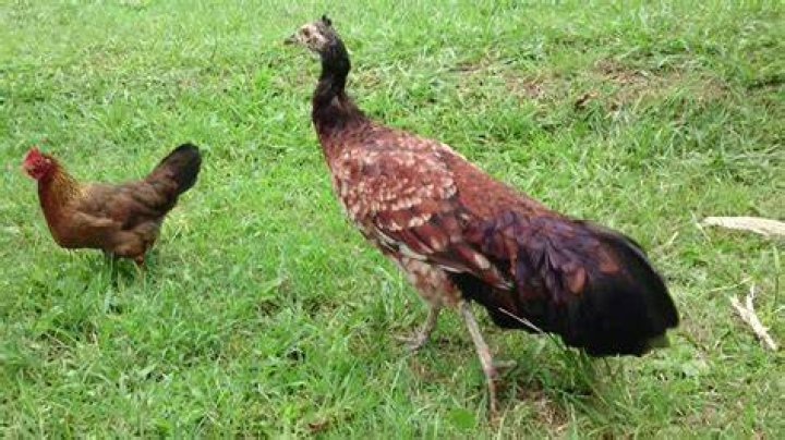 Can chicken crossbreed?