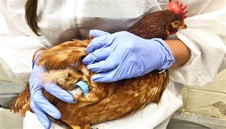 Can chickens carry bed bugs?