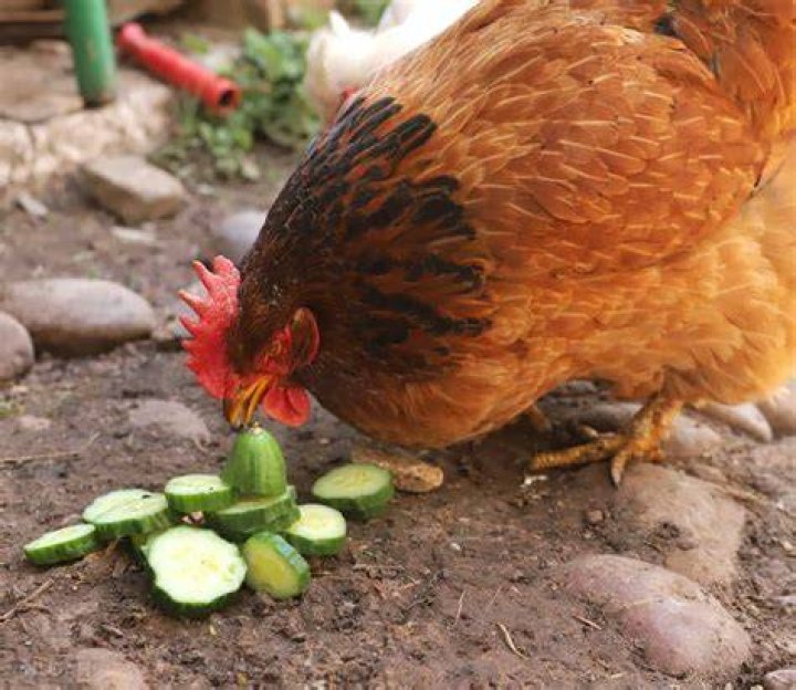 Can chickens eat cucumber?
