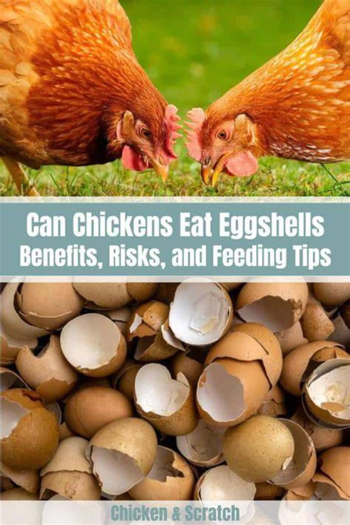 Can chickens eat egg shells?