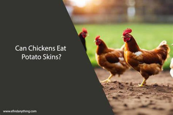 Can chickens eat potato skins?
