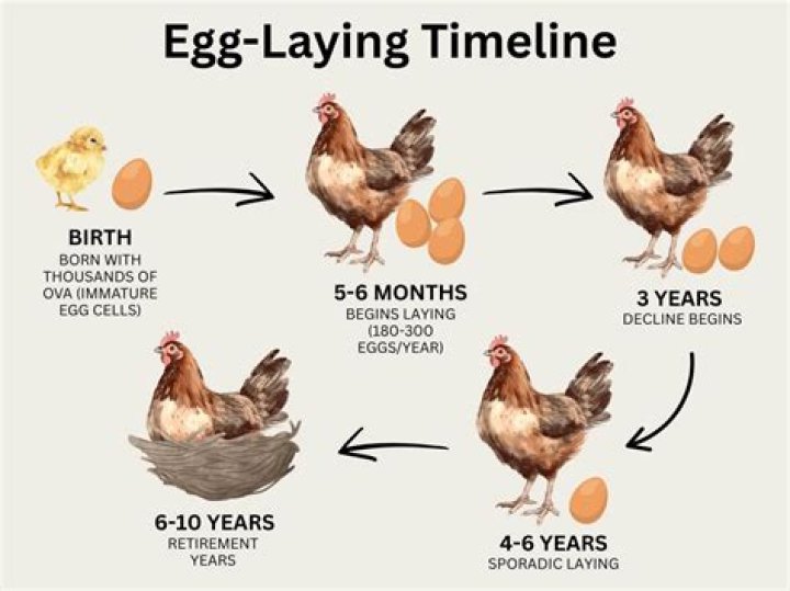 Can chickens lay empty eggs?