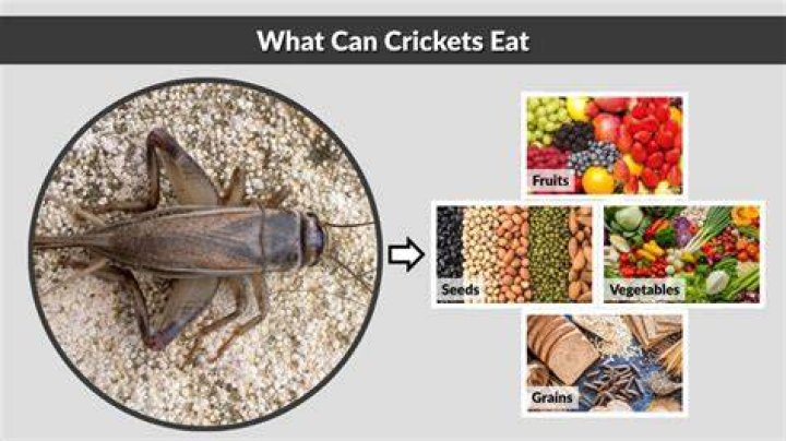 Can crickets eat jelly?