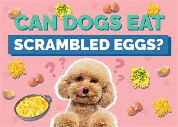Can crickets eat scrambled eggs?