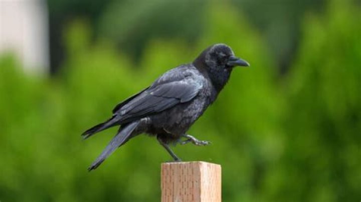 Can crows forgive?