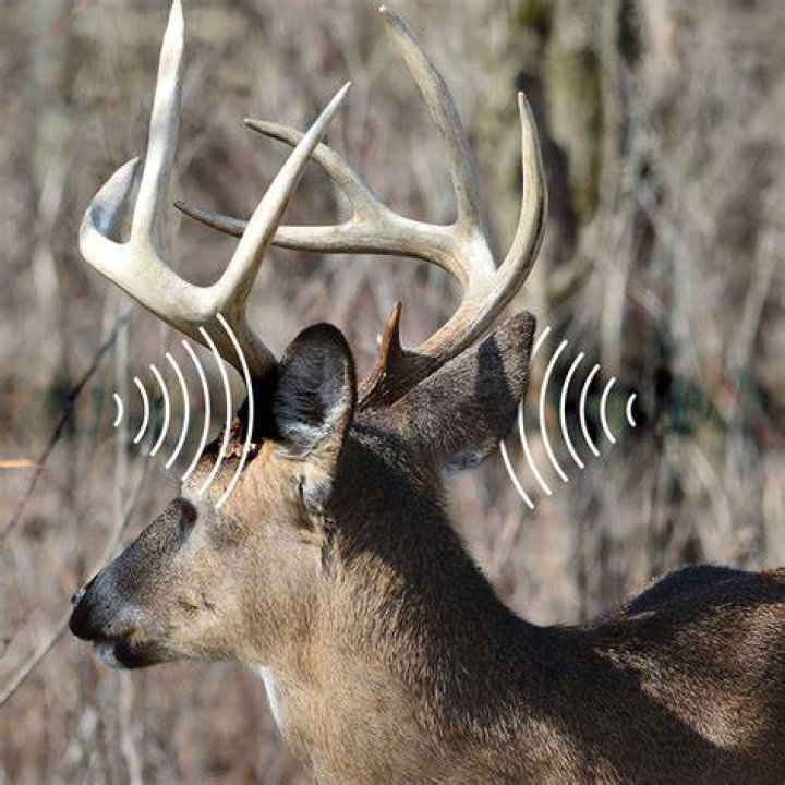 Can deer hear ultrasonic sound?