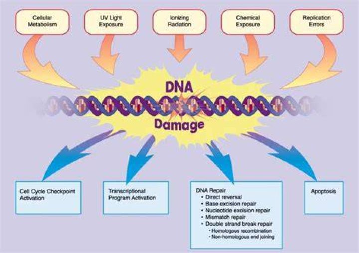 Can DNA be destroyed by fire?