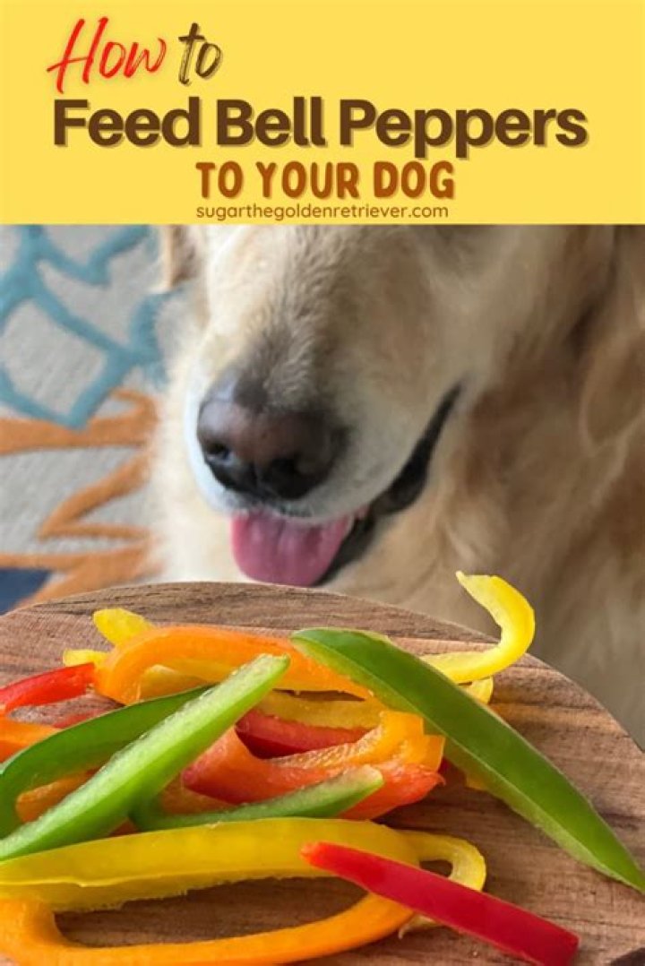 Can dog eat pepper?