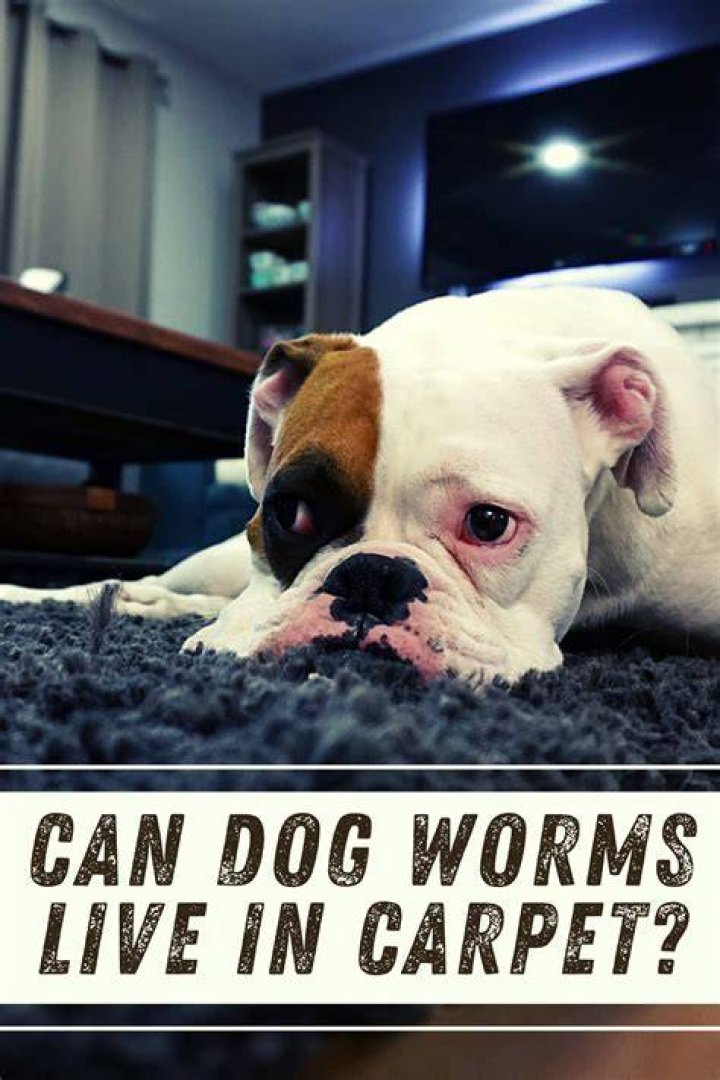 Can dog worms live in carpet?