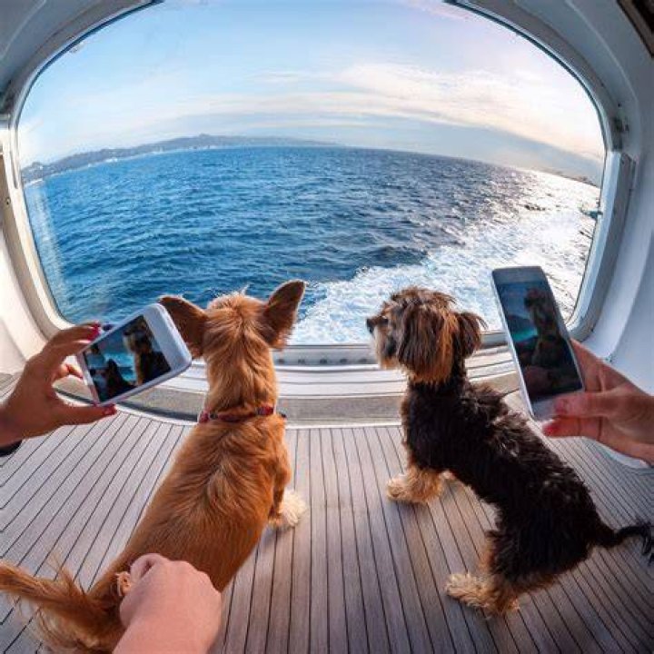 Can dogs come on Disney Cruise?