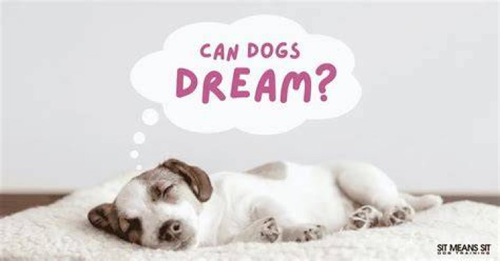 Can dogs dream?