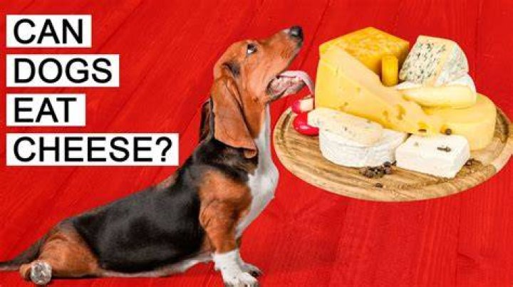 Can dogs eat cheese rind?
