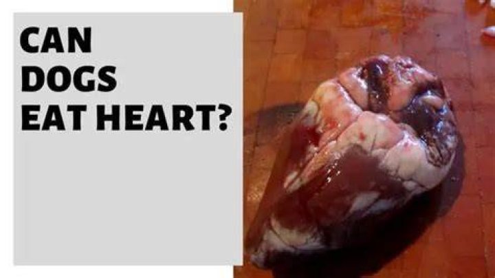 Can dogs eat cow heart?