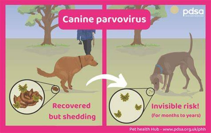 Can dogs get parvo twice?