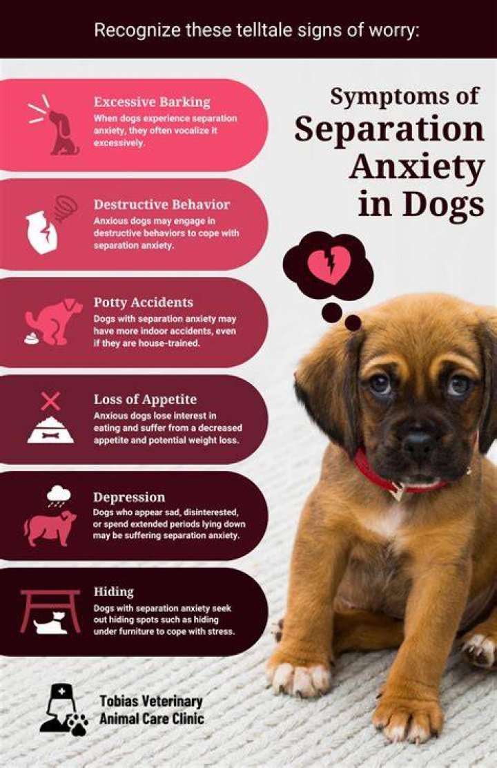 Can dogs grow out of separation anxiety?