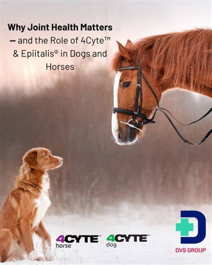 Can dogs hurt horses?