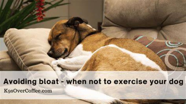 Can dogs poop if they have bloat?