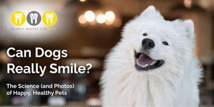 Can dogs really smile?