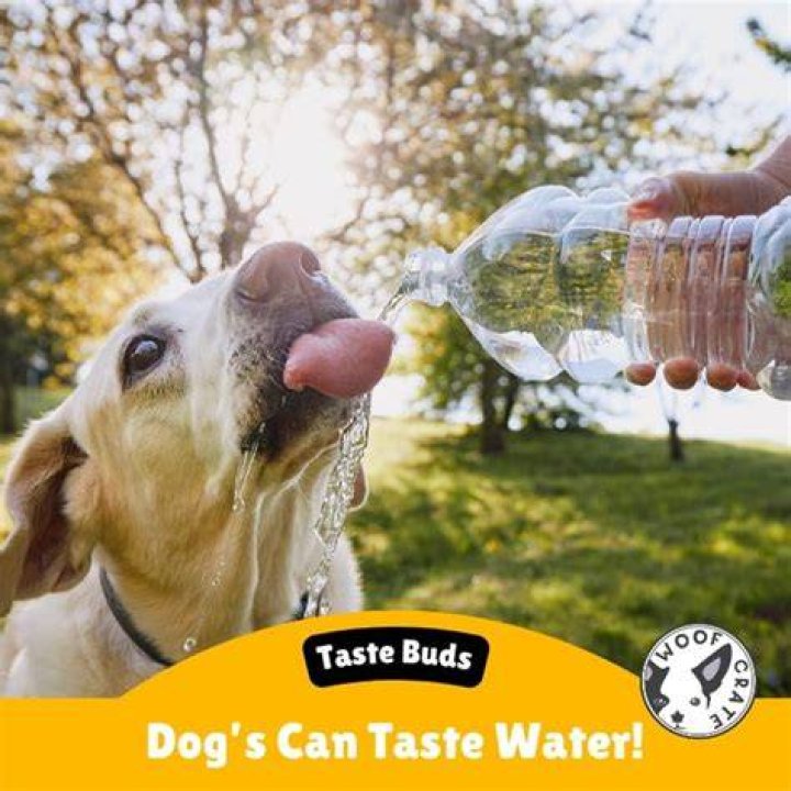 Can dogs taste water?