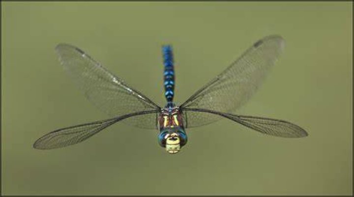 Can dragonflies hear?