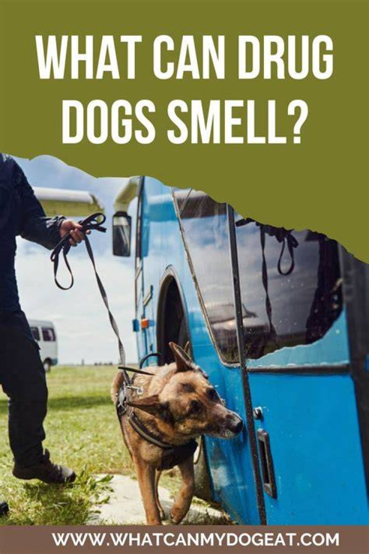 Can drug dogs smell shatter?