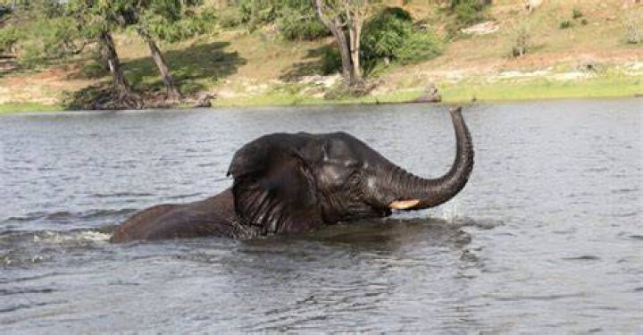 Can elephant swim?