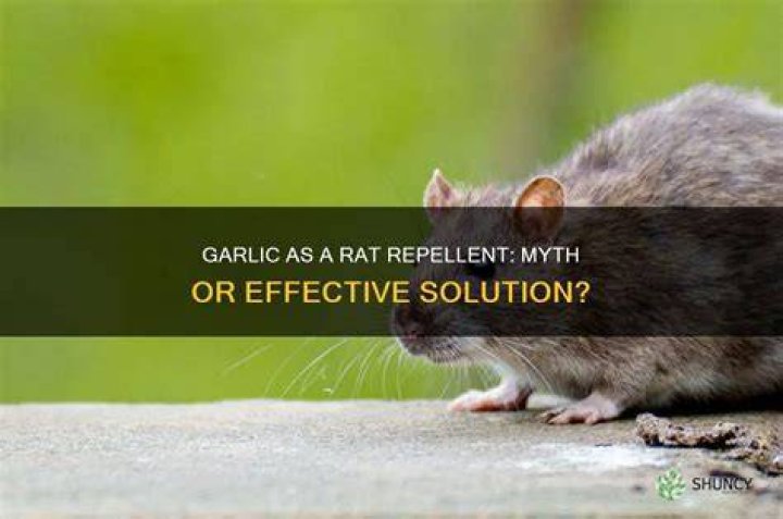 Can garlic chase away rats?