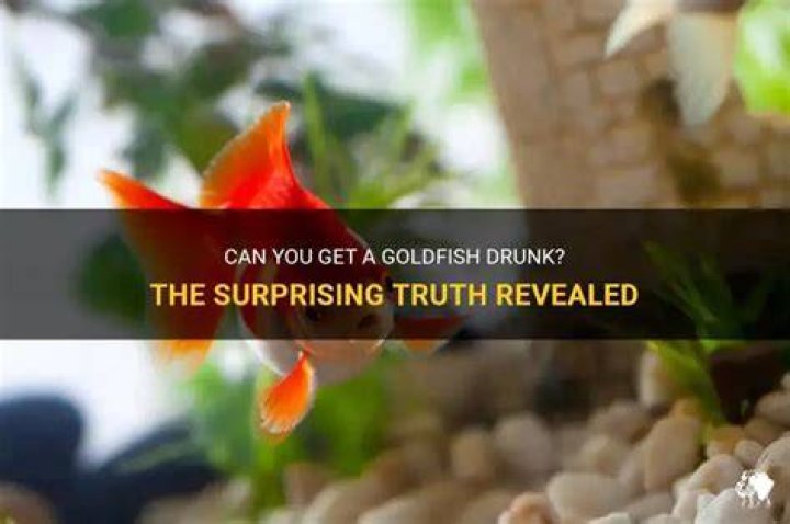 Can goldfish get drunk?
