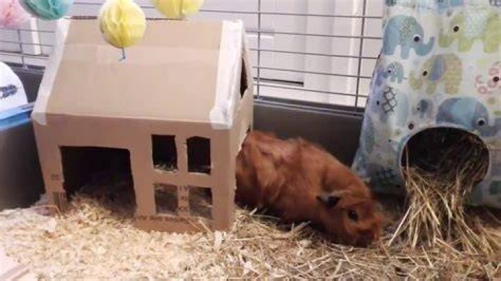 Can guinea pigs eat cardboard?