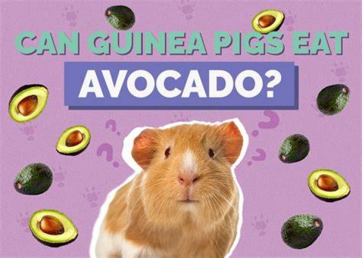Can guinea pigs have avocado?