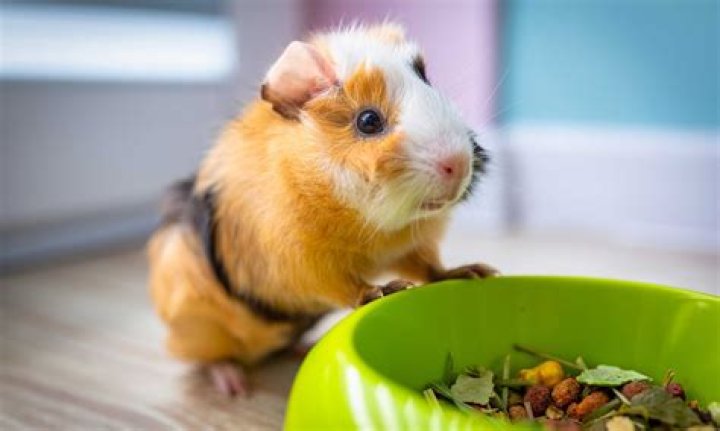 Can guinea pigs have bacon?