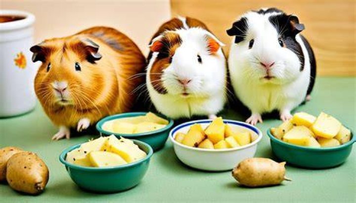Can guinea pigs have potatoes?