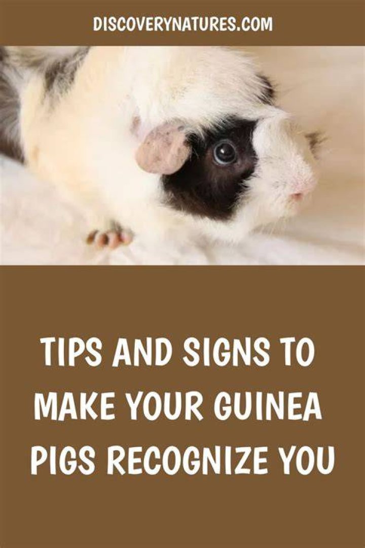 Can guinea pigs recognize you?
