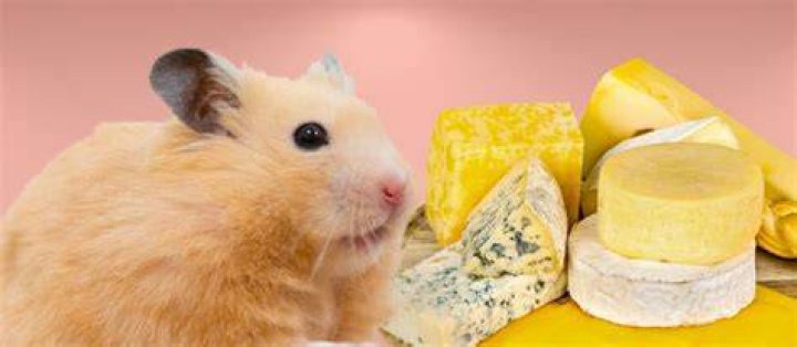 Can hamsters eat cheese?