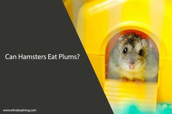 Can hamsters poop out their organs?