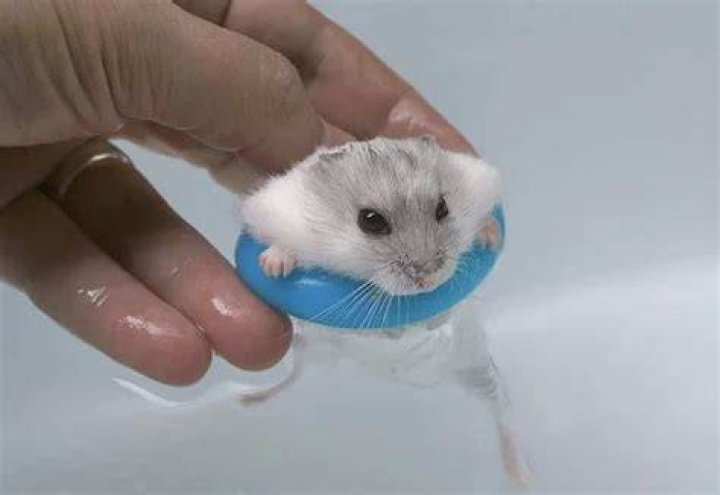 Can hamsters swim?