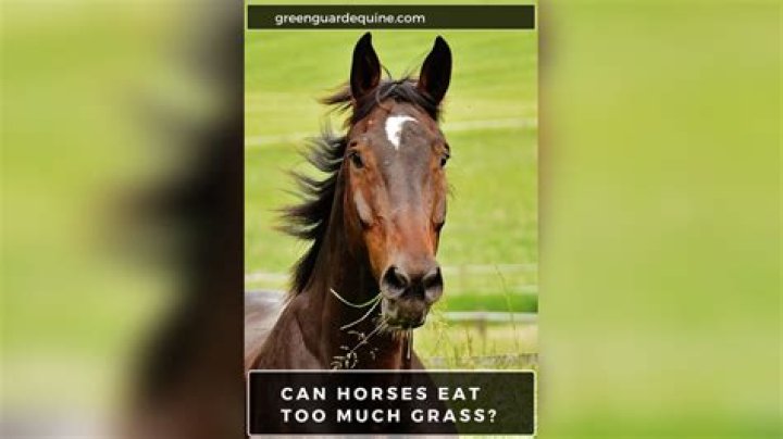 Can hay be too green for horses?